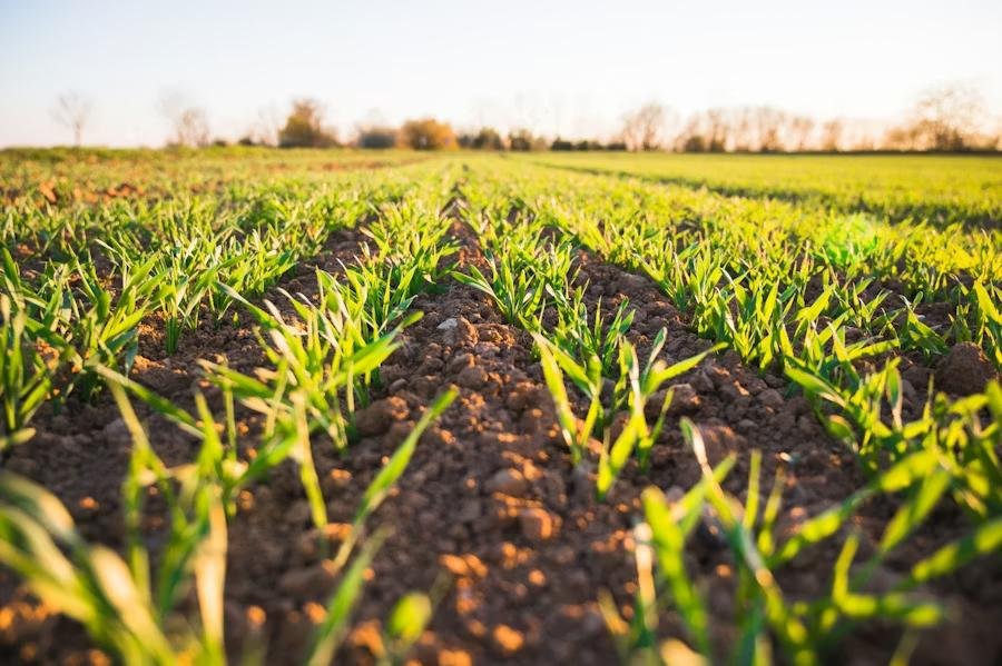 Fodder Crops
