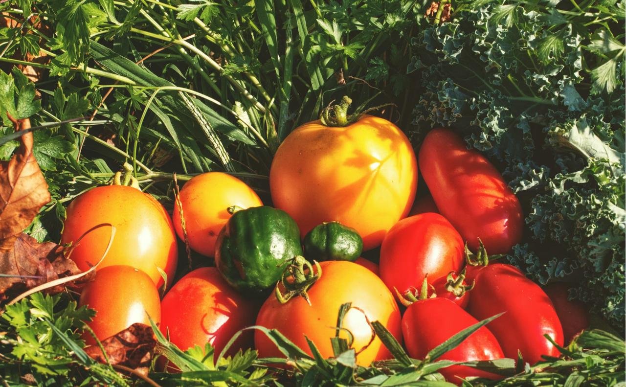Vegetable Crops