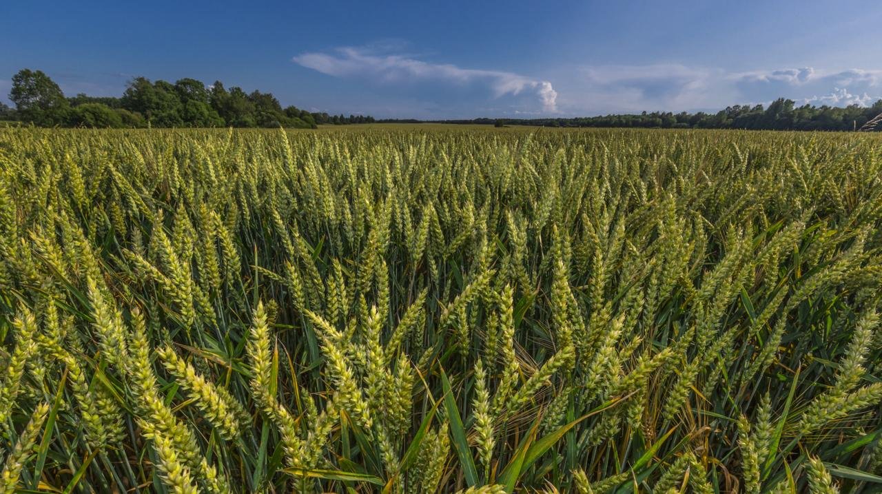 Field Crops