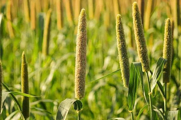 Bajra (Fodder)