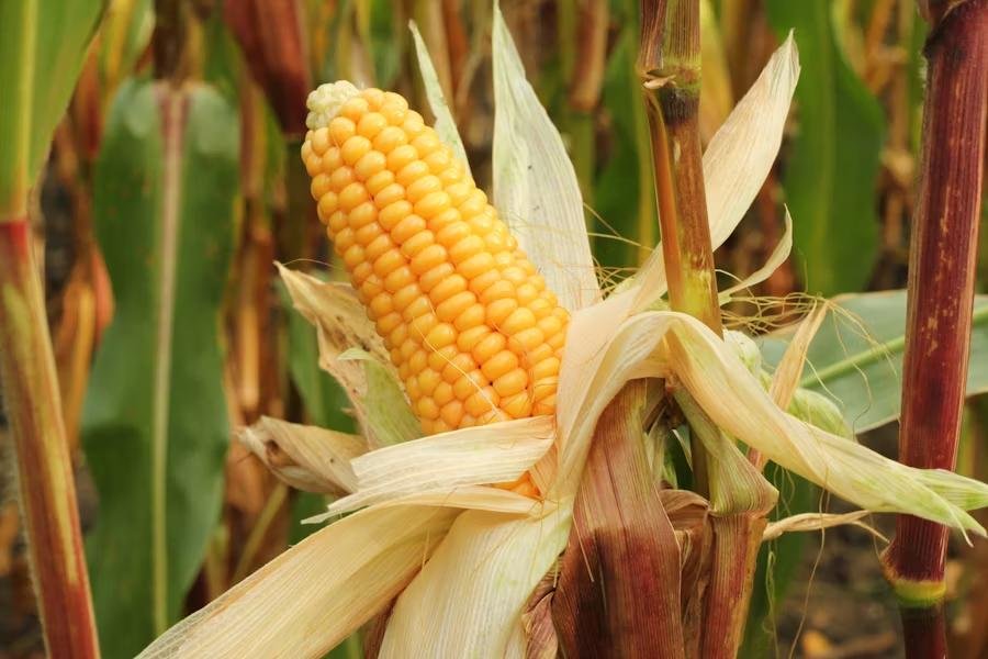 Maize (Fodder)