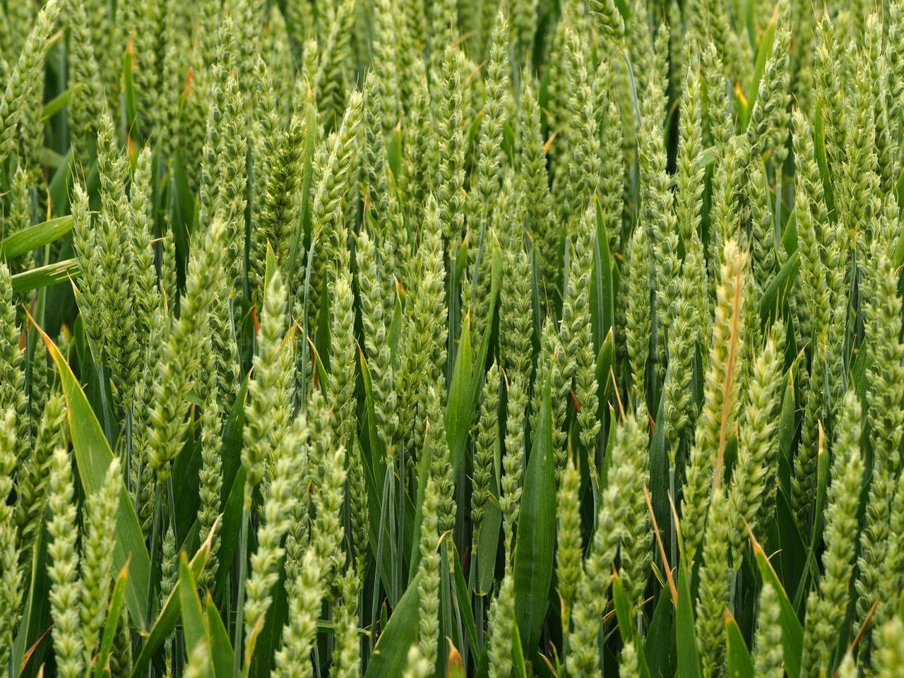 Pearl Millet