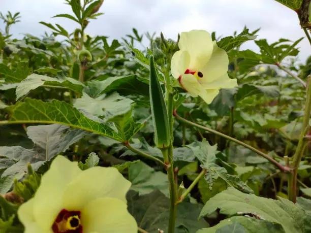 Okra