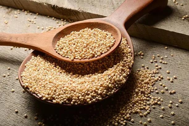 Jowar (Fodder)