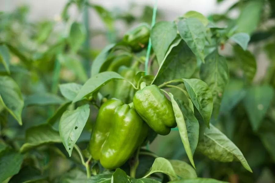 Capsicum